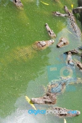 Crocodile Breeding Farm In Siem Reap, Cambodia Stock Photo
