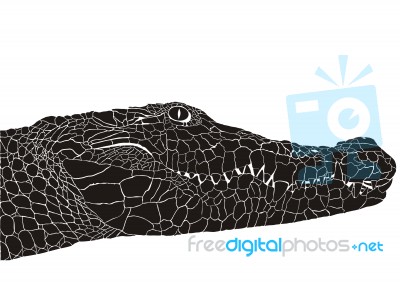 Crocodile Head Stock Image