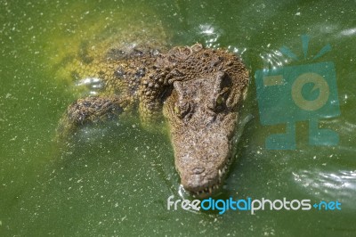 Crocodile Head With Closed Jaws Closeup Stock Photo