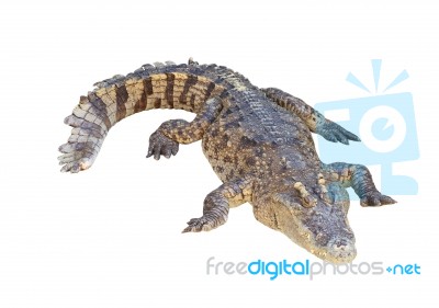 Crocodile Isolated On White Background Stock Photo