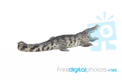 Crocodile Open Mouth Stay Rest On White Background Stock Photo