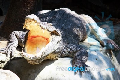 Crocodile Opening Mouth Stock Photo
