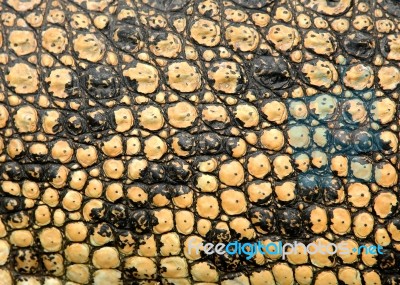 Crocodile Skin Stock Photo