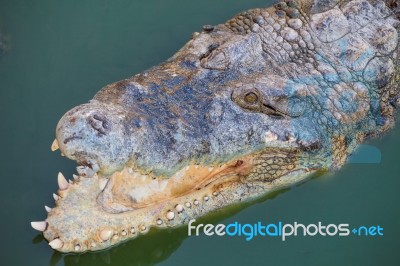 Crocodile With Open Mouth Resting Stock Photo