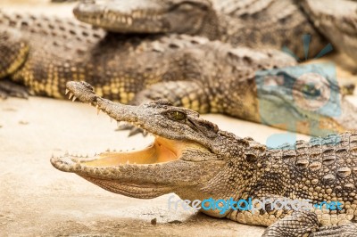 Crocodiles Stock Photo