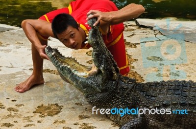 Crocodylidae Or Crocodile Show Stock Photo