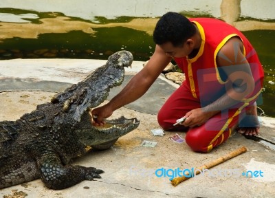 Crocodylidae Or Crocodile Show Stock Photo - Royalty Free Image ID 100153197