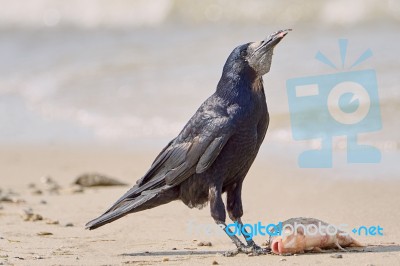 Crow On The Beach Stock Photo
