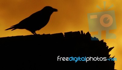 Crow Silhouette Close Up At Sunset Stock Photo