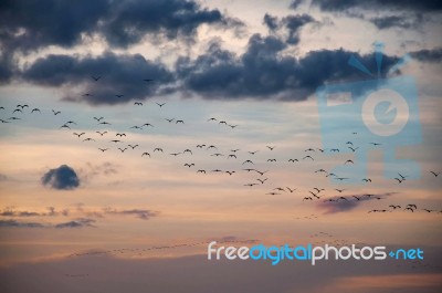 Crowd Of Birds Stock Photo