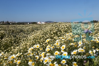 Crown Daisies In The Countryside Stock Photo