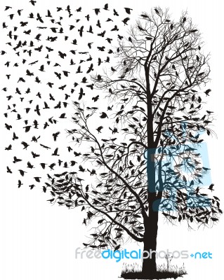 Crows Flying Stock Image