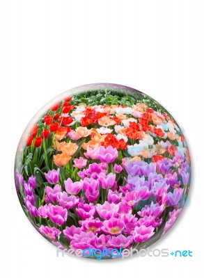 Crystal Ball With Various Colored Tulips On White Background Stock Photo