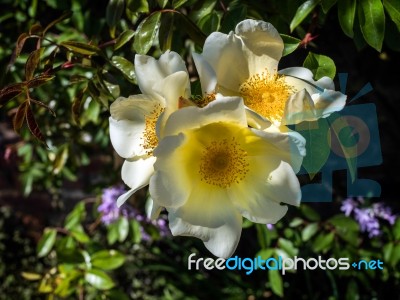 Cultivated Ornamental Dog Rose Stock Photo