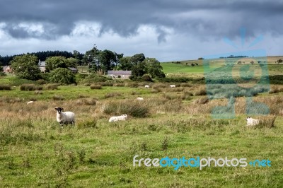 Cumbrian Sheep Farm Stock Photo