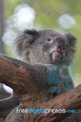 Curious Koala On The Tree Stock Photo