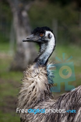 Curious Ostrich Stock Photo