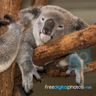 Cute Australian Koala Resting During The Day Stock Photo