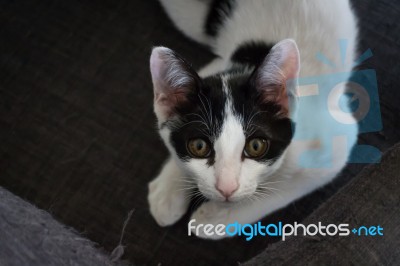 Cute Black And White Cat In The Living Room Stock Photo