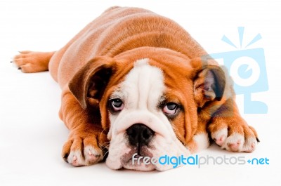 Cute Bulldog Stock Photo