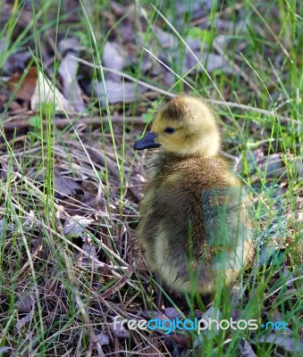 Cute Cackling Goose Chick Is Taking Sunbath Stock Photo