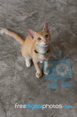 Cute Cat Sitting On Cement Floor Stock Photo