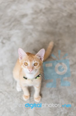 Cute Cat Sitting On Cement Floor Stock Photo