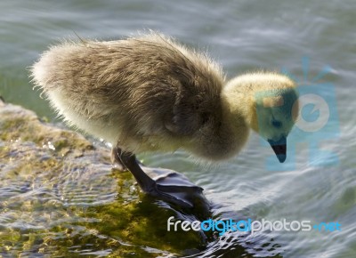 Cute Chick Of The Canada Geese Is Looking Into The Water Stock Photo