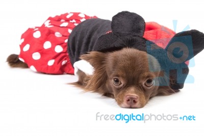 Cute Chihuahua Dog In Fashion Dress ,isolate Stock Photo