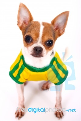 Cute Chihuahua Looking At His Master For Some Food Stock Photo