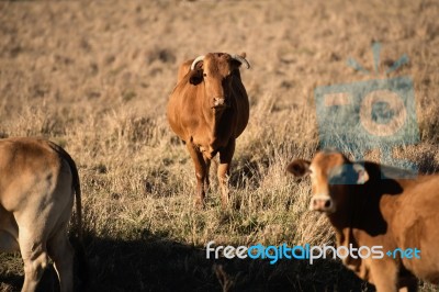 Cute Cows In The Countryside During The Day Stock Photo