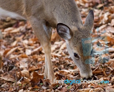 Cute Deer Is Eating The Leaves In The Forest Stock Photo