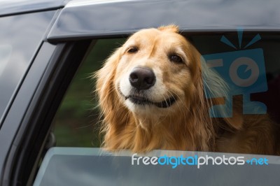 Cute Dog In A Car Stock Photo