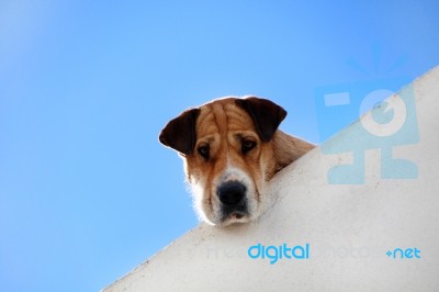 Cute Dog Peaking Stock Photo