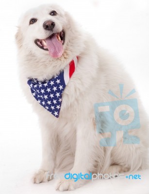 Cute Dog Wearing American Flag Scarf Stock Photo