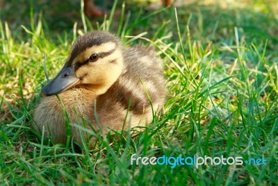 Cute Duckling Stock Photo