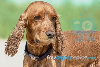 Cute English Cocker Spaniel Stock Photo