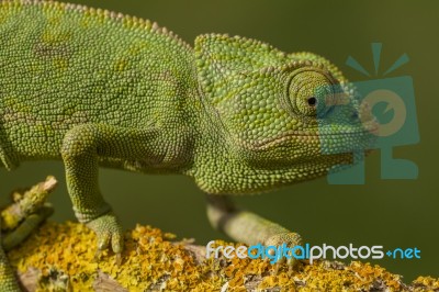 Cute Green Chameleon Stock Photo