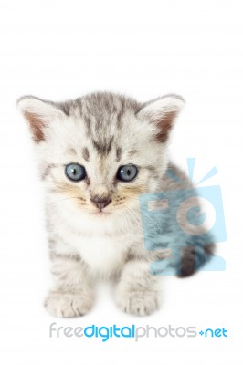 Cute Kitten Stock Photo
