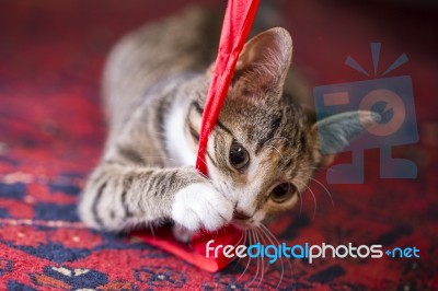 Cute Kitten Playing With A Red Lint Stock Photo