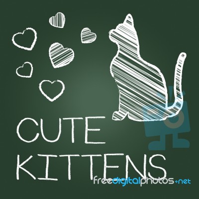 Cute Kittens Represents Domestic Cat And Adorable Stock Image