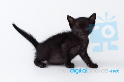 Cute Kitty Balck Cat Looking On White Background Stock Photo