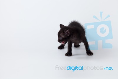 Cute Kitty Balck Cat Playing On White Background Stock Photo