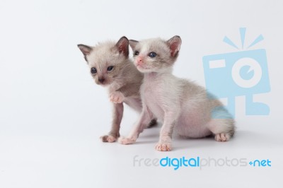 Cute Kitty Cat Playing On White Background Stock Photo