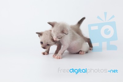 Cute Kitty Cat Playing On White Background Stock Photo Cute Kitty Cat Playing On White Background Stock Photo