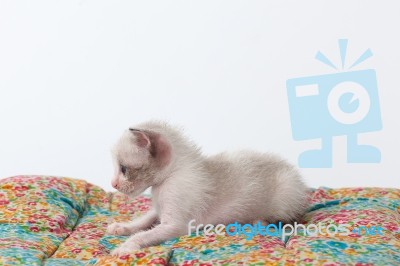Cute Kitty Cat Relax On White Background Stock Photo