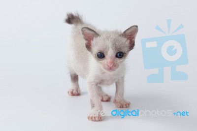 Cute Kitty Cat Walking On White Background Stock Photo