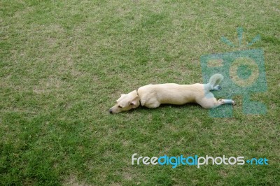 Cute Light Brown Dog Lay Down On Green Grass Stock Photo