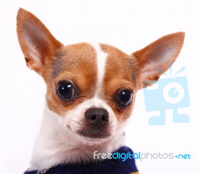 Cute Little Chihuahua Wearing A Jumper Stock Photo