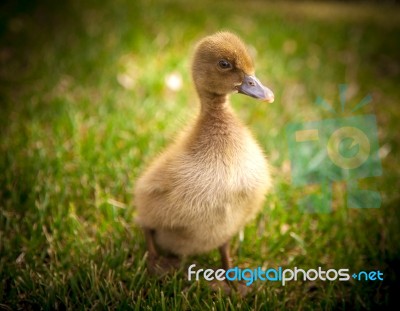 Cute Little Duckling Stock Photo